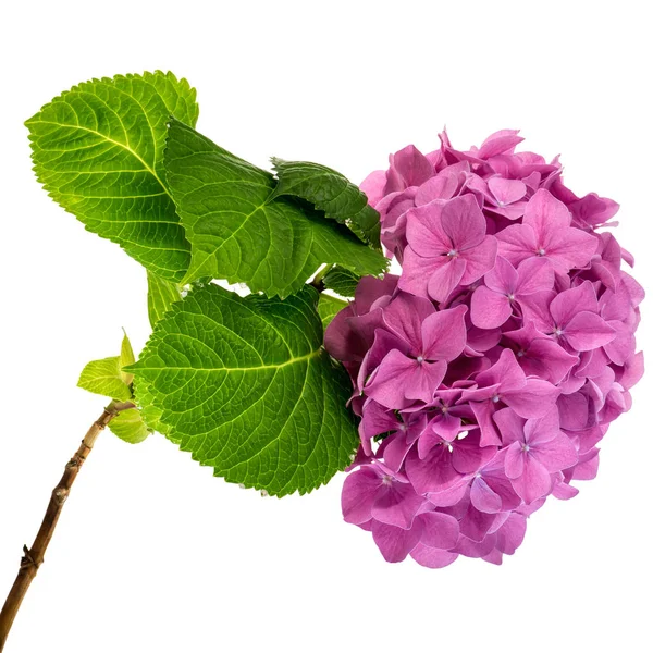 Pink hydrangea twig — Stock Photo, Image