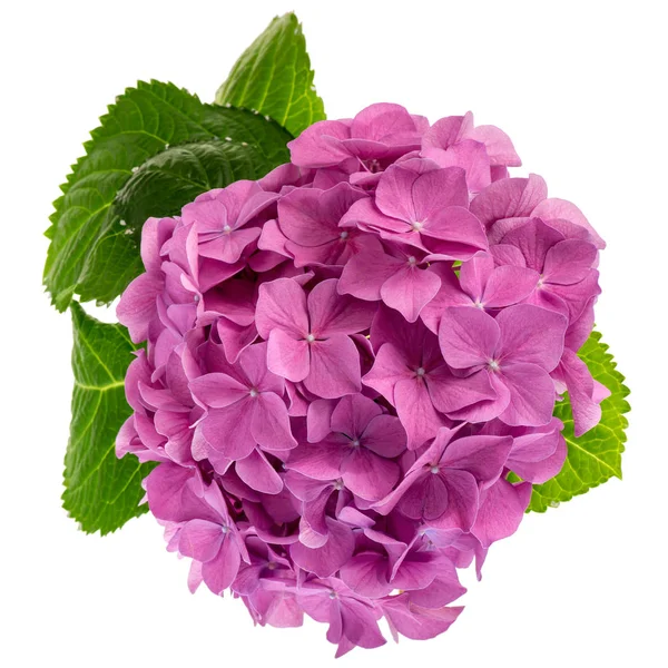 Růžové hortenzie větvička — Stock fotografie