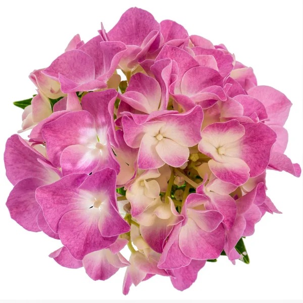 Bunga merah muda hidrangea — Stok Foto