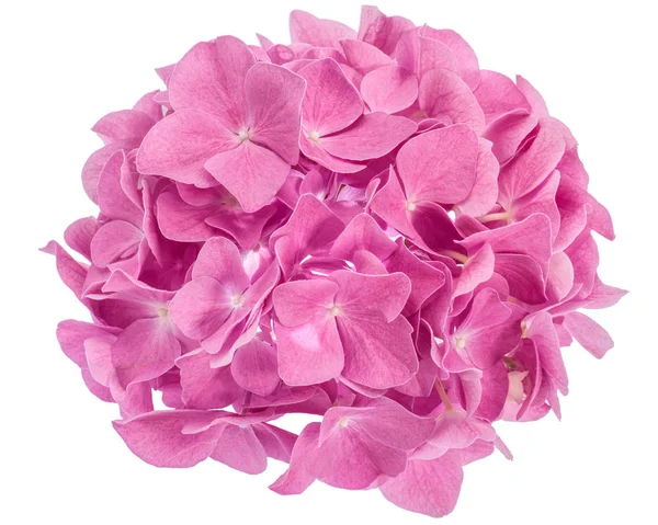 Pink hydrangea flower — Stock Photo, Image