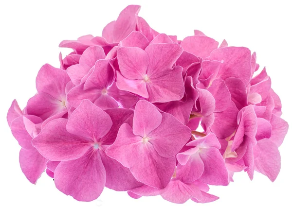 Flor de hortênsia rosa — Fotografia de Stock