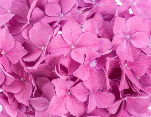 Ορτανσία ροζ φόντο — Φωτογραφία Αρχείου
