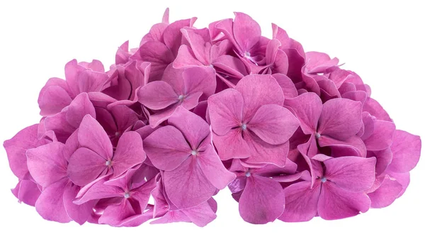 Квітки рожеві гортензії — стокове фото