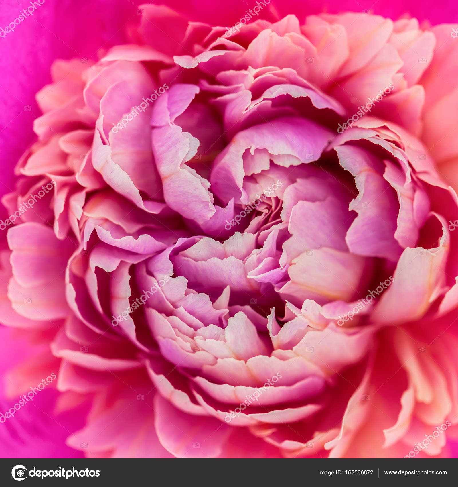 Flor de peonía rosa: fotografía de stock © taratata #163566872 |  Depositphotos