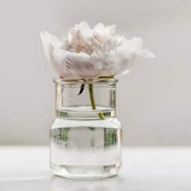 Tek Şakayık çiçeği