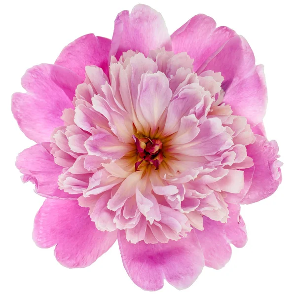 Rosa pion blomma — Stockfoto