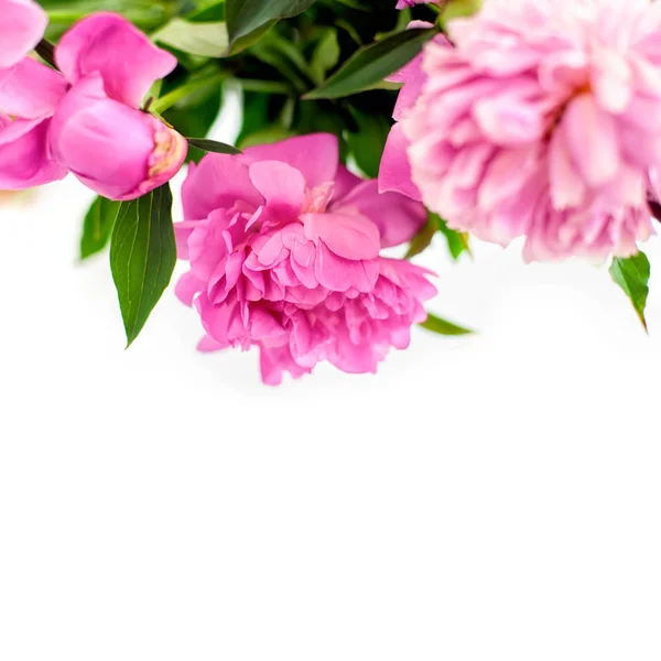 Peonies natural background — Stock Photo, Image