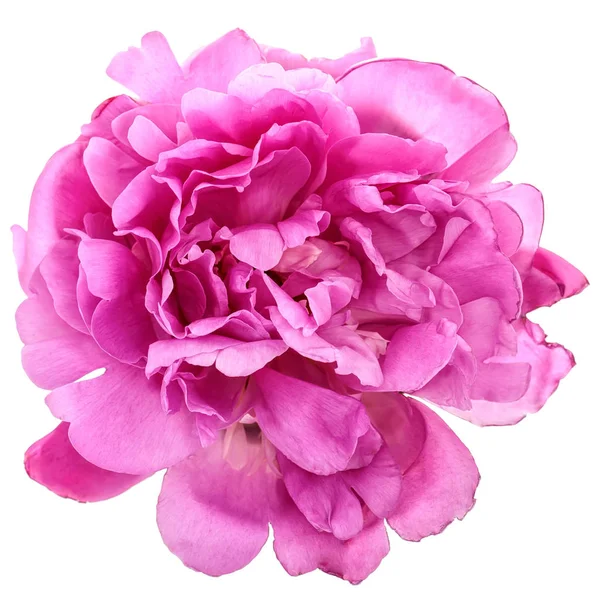 Rosa pion blomma — Stockfoto