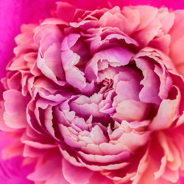 Fiore di peonia rosa — Foto Stock