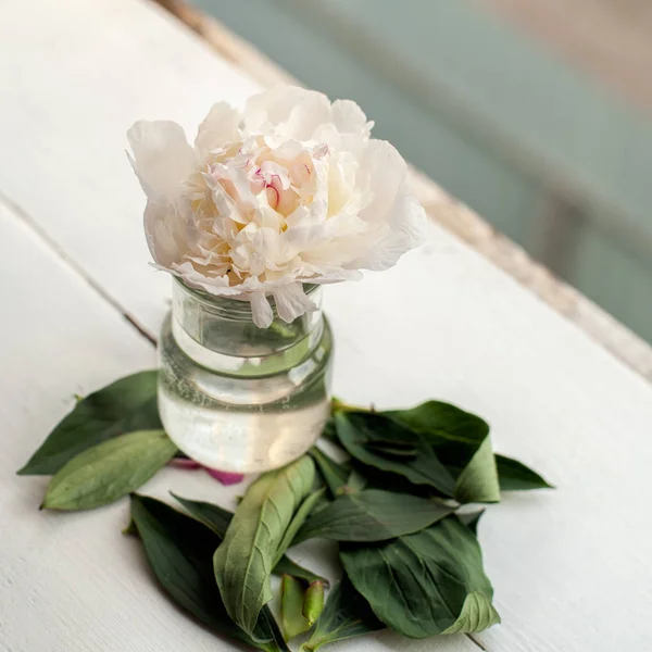 Flor de peônia única — Fotografia de Stock
