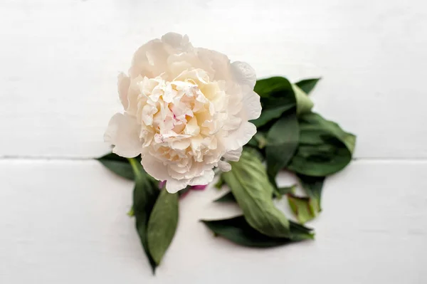 Single peony flower — Stock Photo, Image