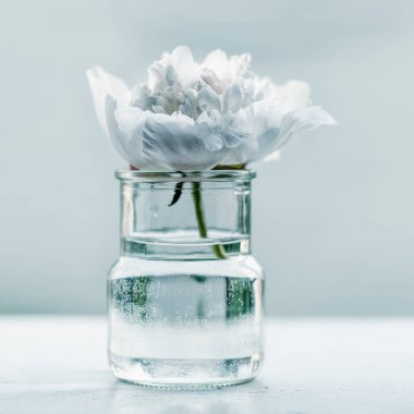 Tek Şakayık çiçeği