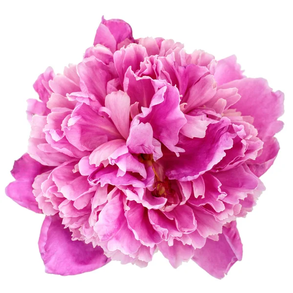Lyserød pæon blomst - Stock-foto