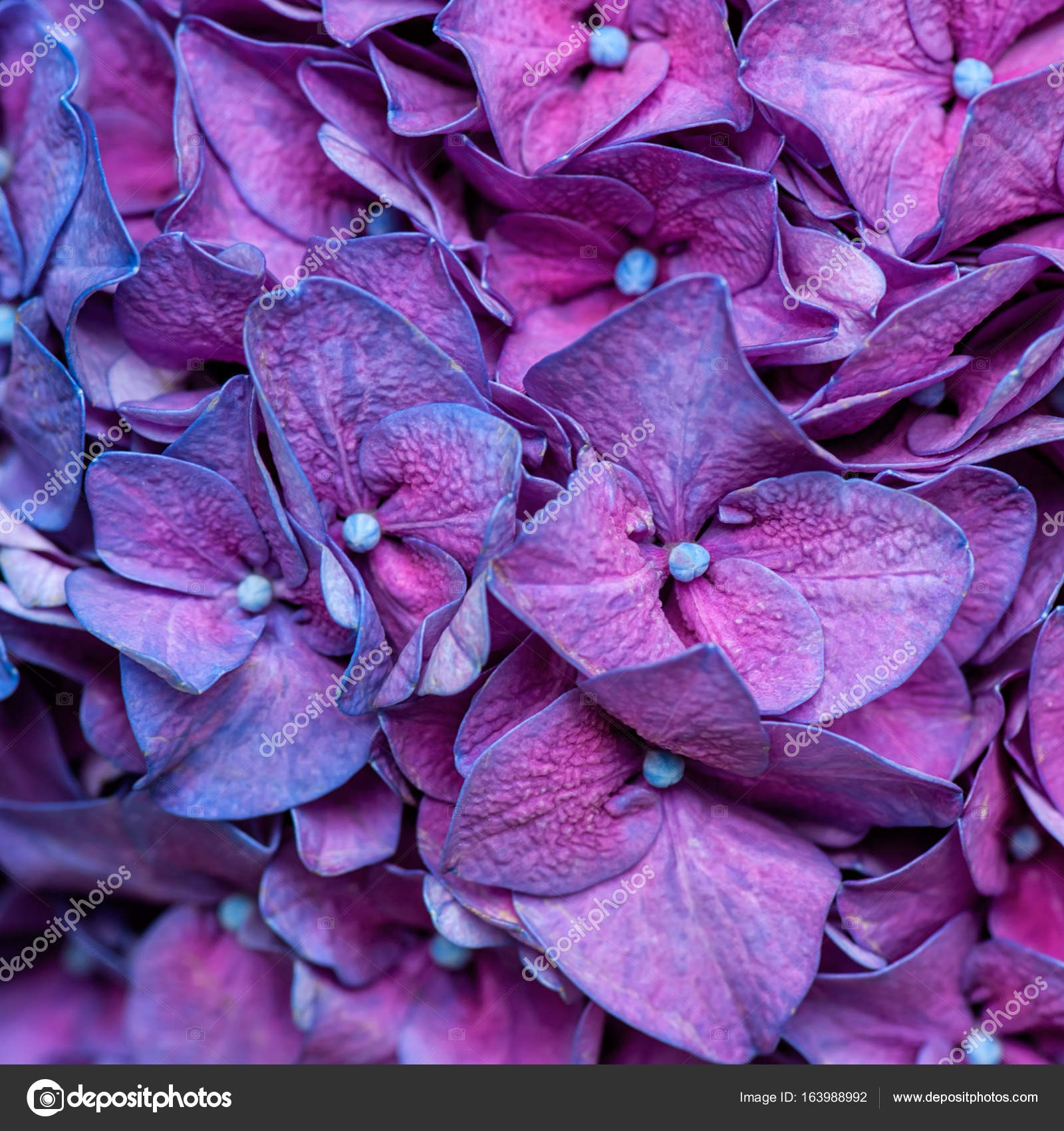 Purple hydrangea background Stock Photo by ©taratata 163988992