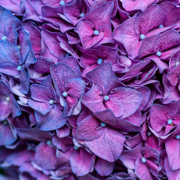 Hortensia púrpura fondo —  Fotos de Stock