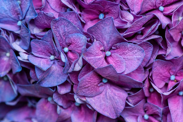 Paars hortensia achtergrond — Stockfoto