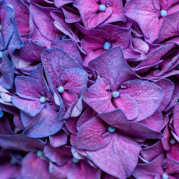 Purple hydrangea background — Stock Photo, Image