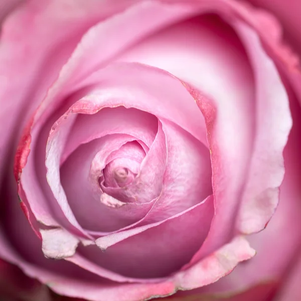 Rose rose fleur — Photo