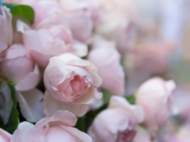 Gül çiçek çiçeklenme