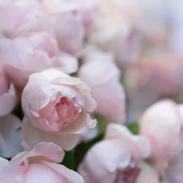 Rosenblüten blühen — Stockfoto