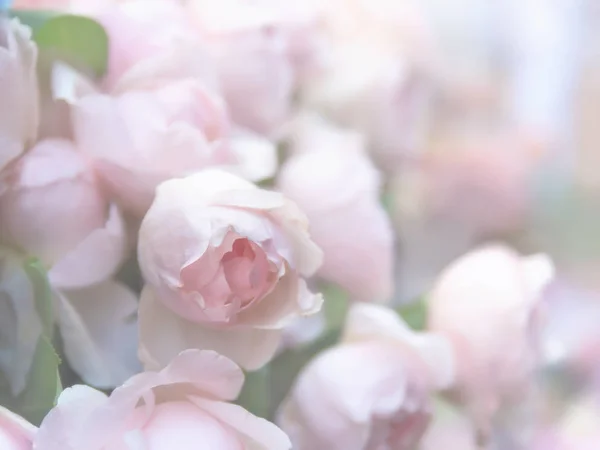 Flores de rosas floreciendo — Foto de Stock