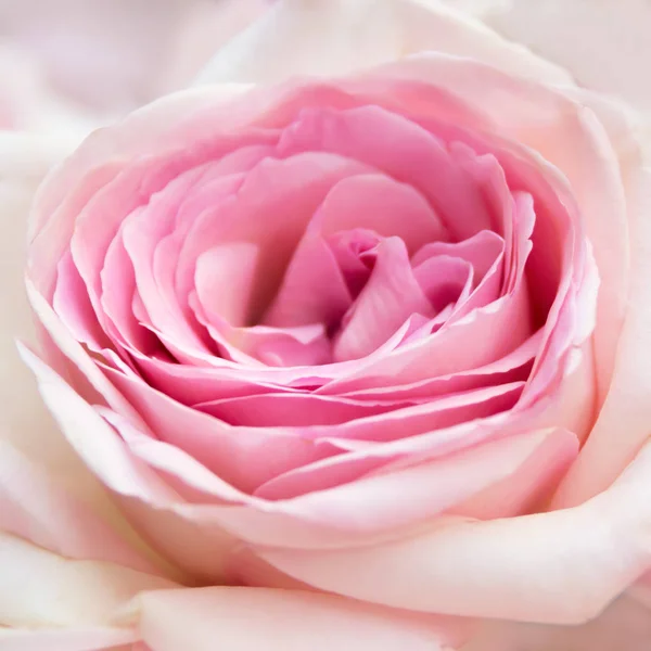粉红玫瑰特写 — 图库照片