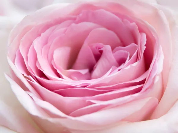 Rosa rosa close-up — Fotografia de Stock