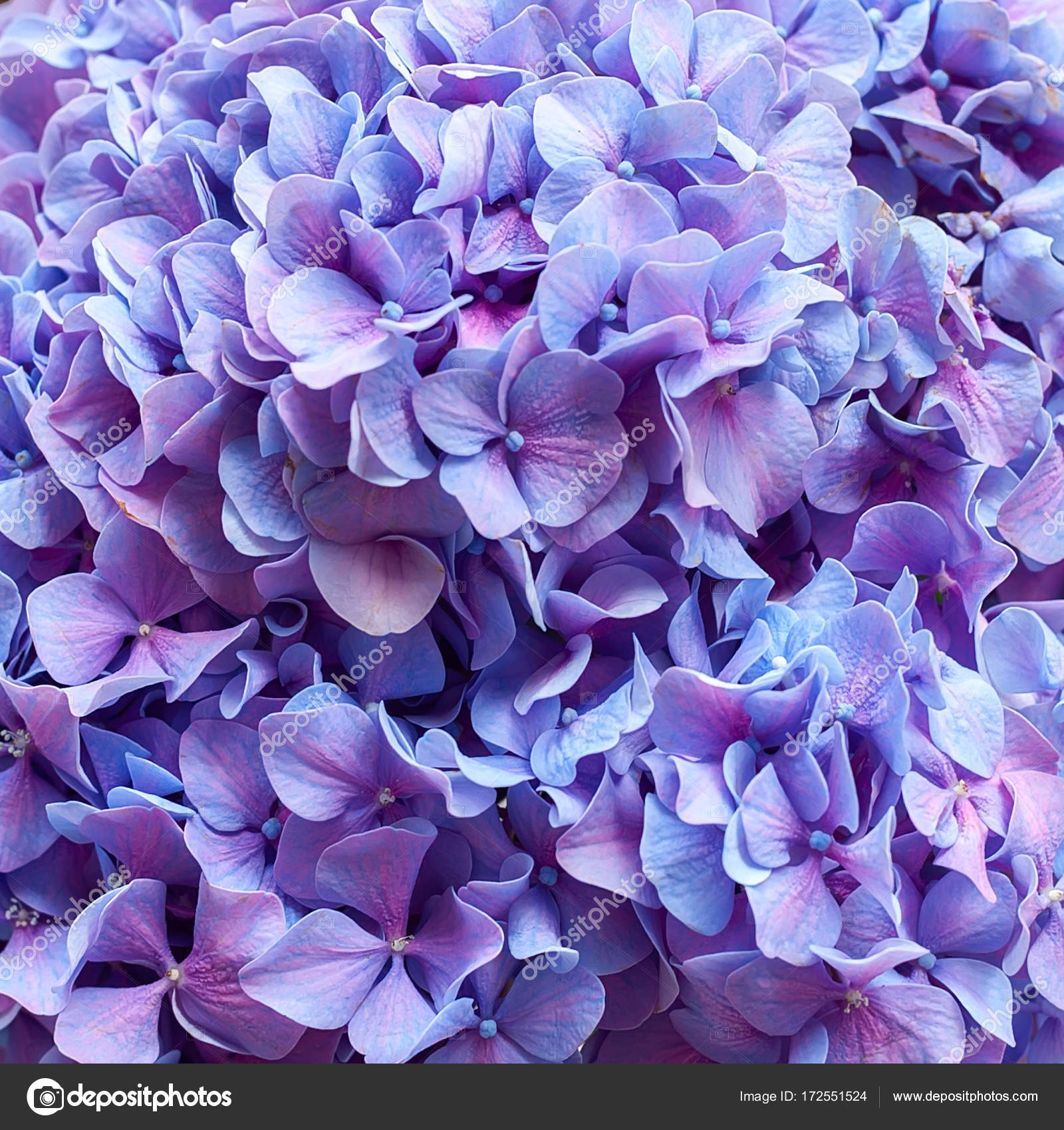 Purple hydrangea background Stock Photo by ©taratata 172551524