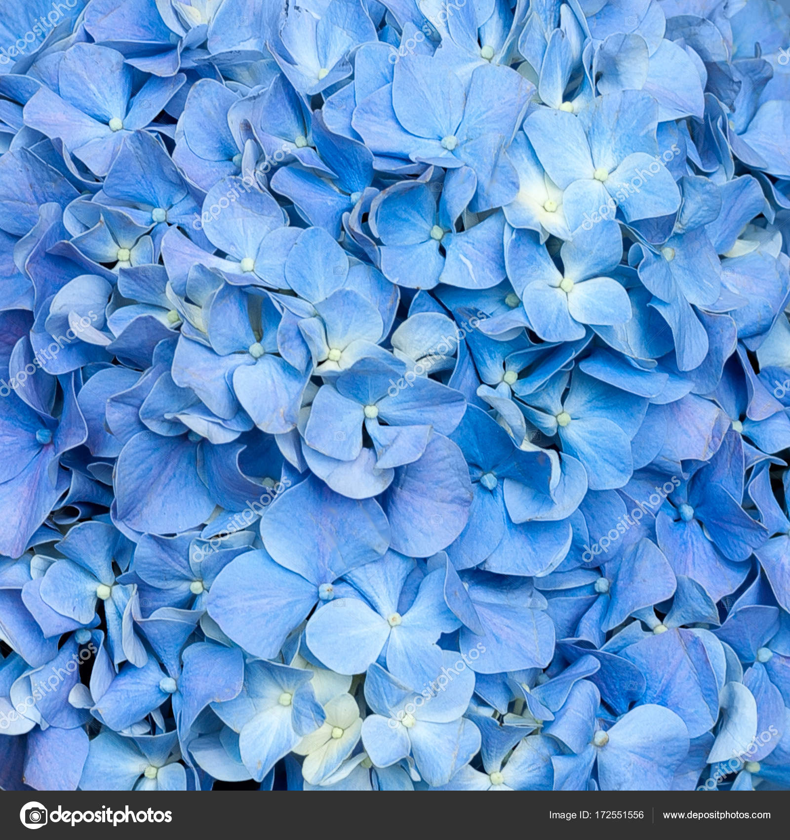 Purple hydrangea background Stock Photo by ©taratata 172551556