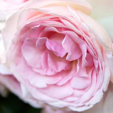 Gül çiçek çiçeklenme