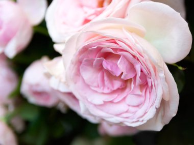 Gül çiçek çiçeklenme