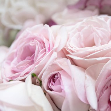 Gül çiçek çiçeklenme