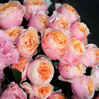 Pembe gül arkaplanı