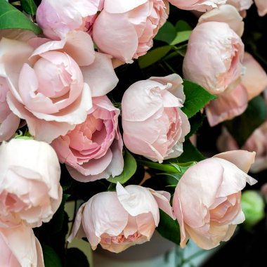 Pembe gül arkaplanı