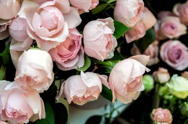 Pembe gül arkaplanı