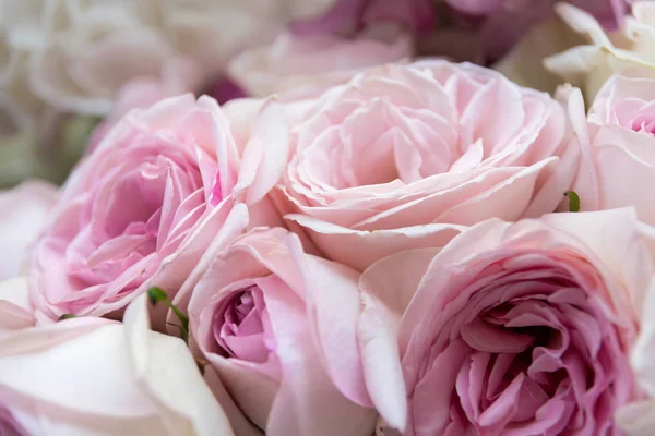 Flores de rosas florescendo — Fotografia de Stock