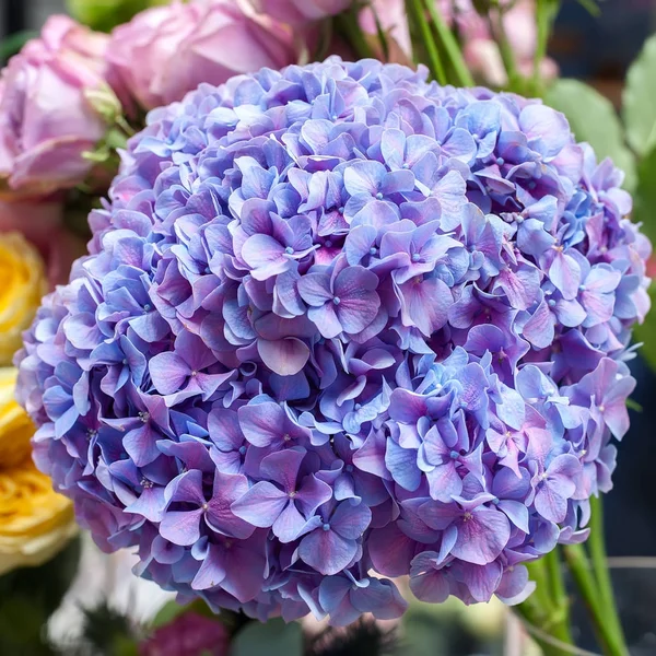 Hortênsia flor close-up — Fotografia de Stock