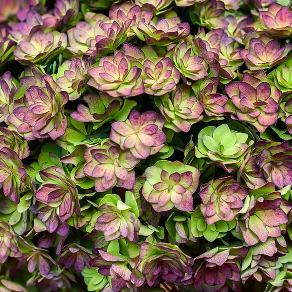 Hortensia púrpura fondo —  Fotos de Stock