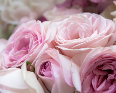 Gül çiçek çiçeklenme