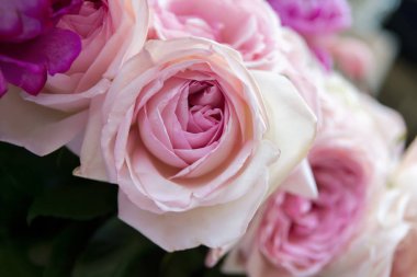 Gül çiçek çiçeklenme