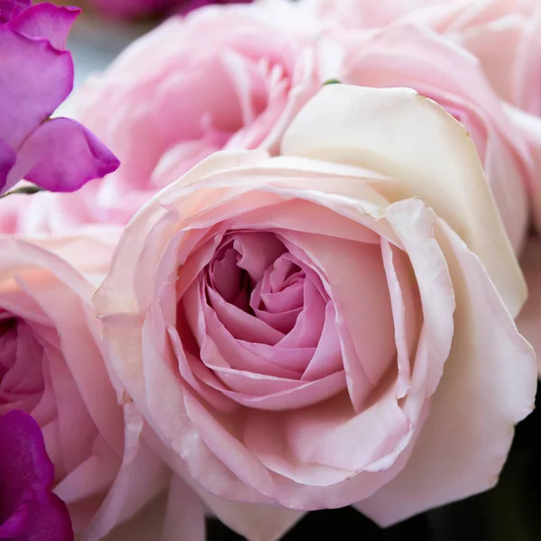 Pinkfarbene Rose aus nächster Nähe — Stockfoto