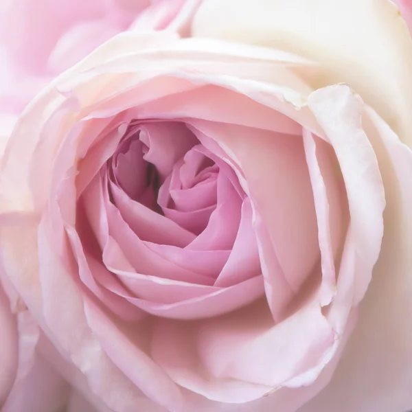 Rosa rose, nærbilde – stockfoto