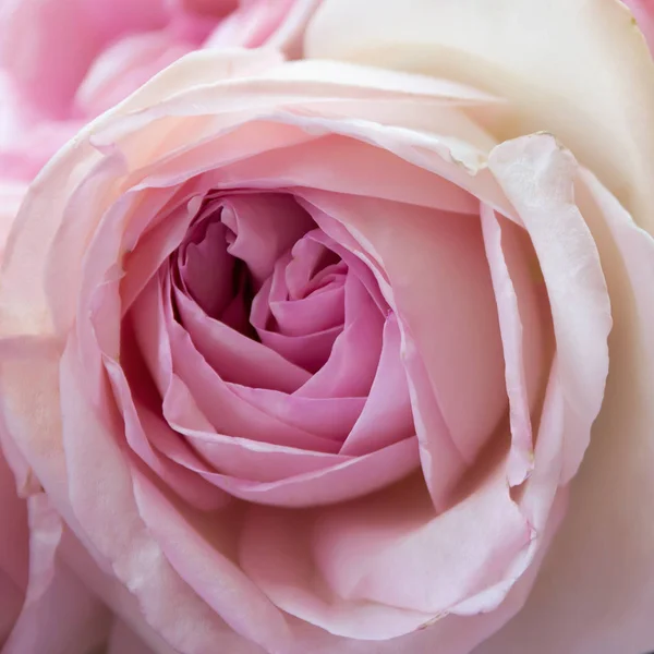 Pinkfarbene Rose aus nächster Nähe — Stockfoto