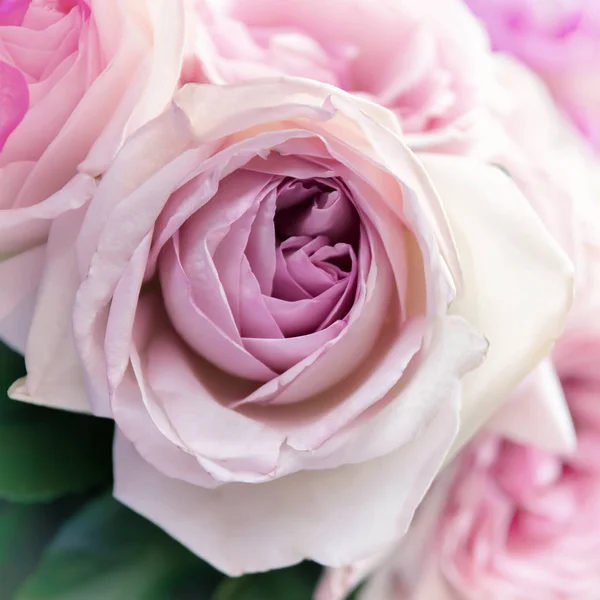 Pinkfarbene Rose aus nächster Nähe — Stockfoto