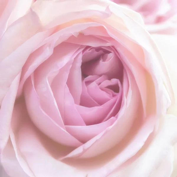 Pinkfarbene Rose aus nächster Nähe — Stockfoto