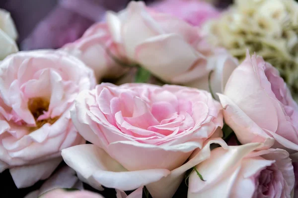 Roze bloemen bloeien — Stockfoto