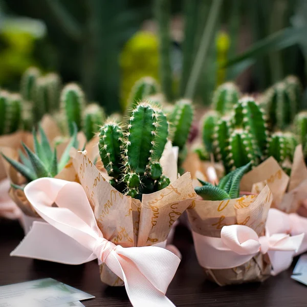 Kaktusar i krukor — Stockfoto
