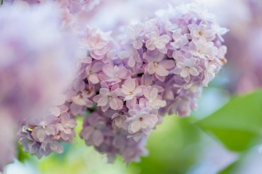 Leylak çiçekleri arka plan