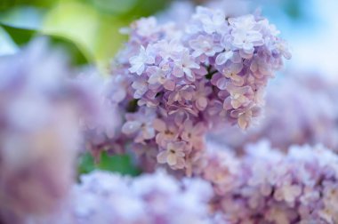 Leylak çiçekleri arka plan