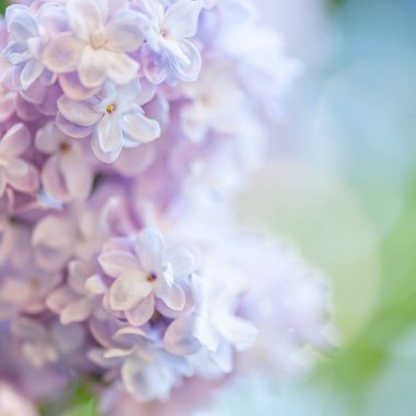 Leylak çiçekleri arka plan